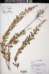 Spiraea tomentosa image