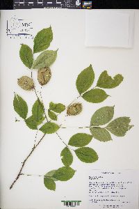 Staphylea trifolia image