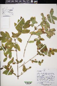 Lonicera morrowii image