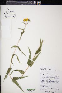 Helianthus hirsutus image