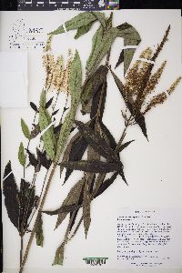 Veronicastrum virginicum image