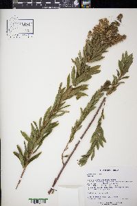 Spiraea alba image