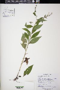 Hackelia virginiana image