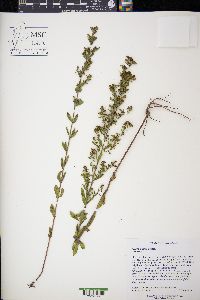 Lechea mucronata image