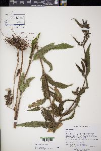 Verbena hastata image