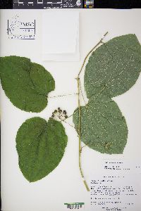 Smilax ecirrhata image