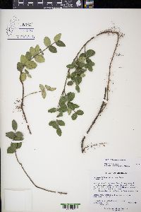 Euonymus fortunei image