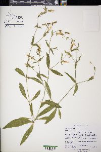 Silene latifolia image