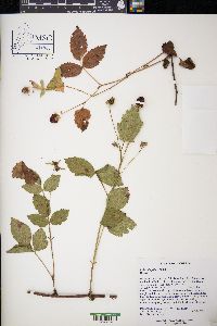 Rubus flagellaris image