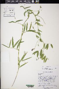 Lathyrus palustris image