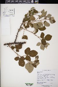 Rubus occidentalis image