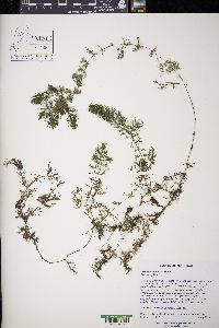 Ceratophyllum demersum image