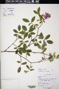 Rosa palustris image