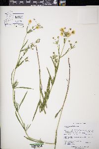 Lysimachia quadriflora image