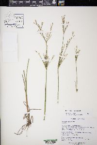 Juncus pelocarpus image