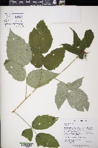 Rubus occidentalis image