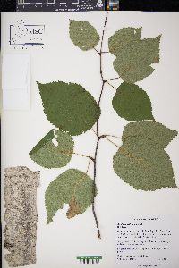 Betula papyrifera image