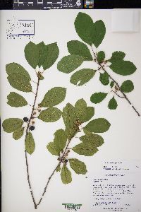 Frangula alnus image