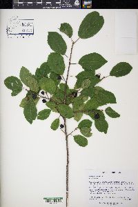 Frangula alnus image