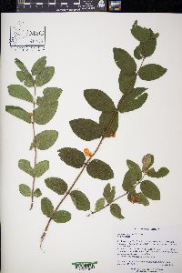 Lonicera morrowii image