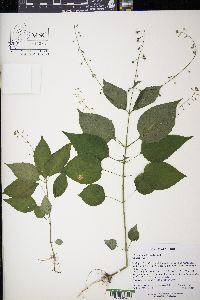 Circaea canadensis image