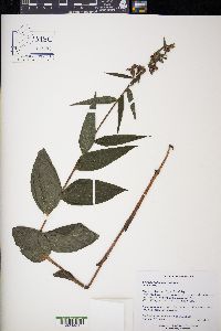 Epipactis helleborine image