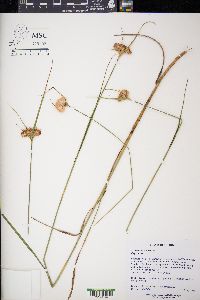 Eriophorum virginicum image