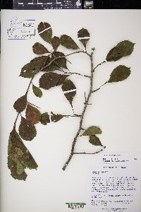 Crataegus punctata image