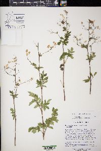 Thalictrum dasycarpum image