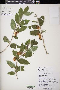 Lonicera morrowii image