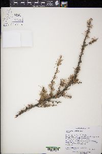 Larix laricina image