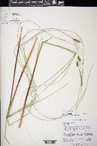 Carex lasiocarpa image