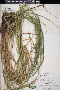 Carex trichocarpa image