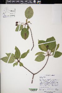 Viburnum lentago image