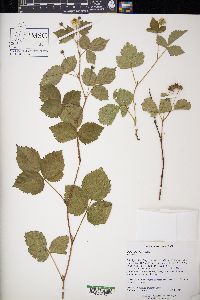 Rubus flagellaris image