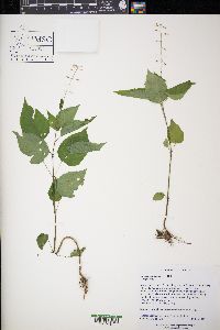 Circaea canadensis image