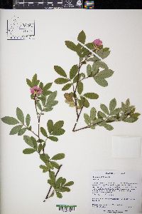 Rosa palustris image