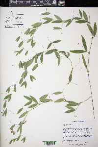 Lathyrus palustris image