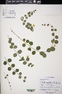 Lysimachia nummularia image