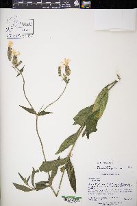 Silene latifolia image