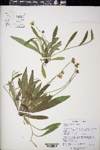 Hieracium caespitosum image