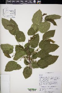 Morus alba image