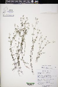 Galium labradoricum image