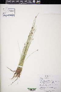 Eleocharis erythropoda image