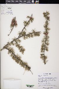 Larix laricina image