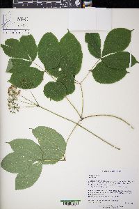 Aralia nudicaulis image