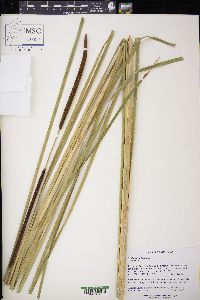 Typha angustifolia image