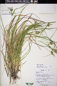 Carex cryptolepis image