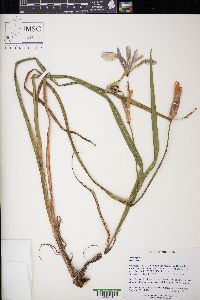 Iris virginica image