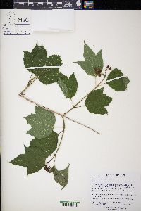 Viburnum trilobum image